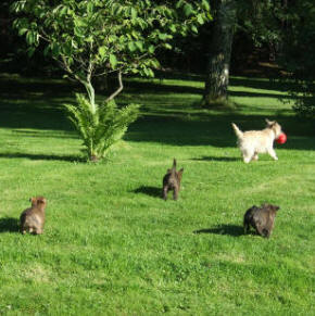 Cairn Terrier Welpen spielen im Garten